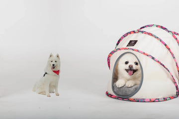 Pet Supplies - Wear Sierra