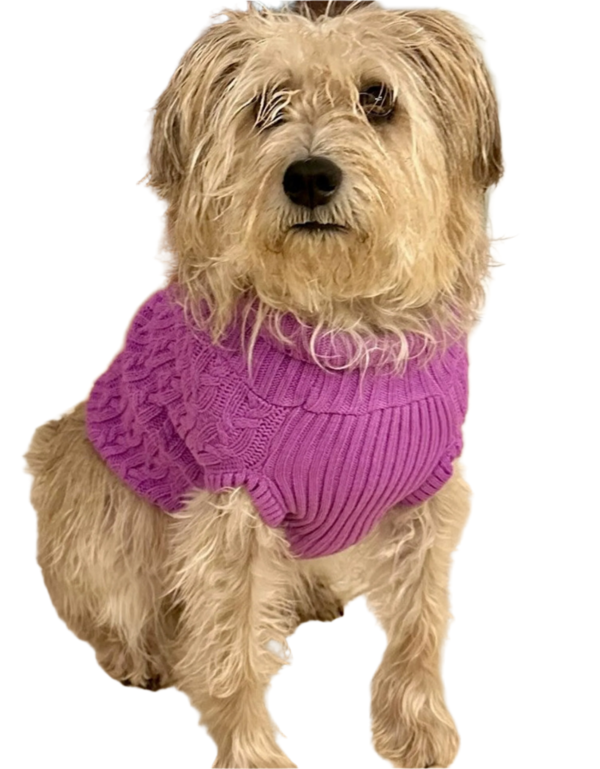 Dogs and Cats Colorful Knitted Turtleneck Sweater for Dogs