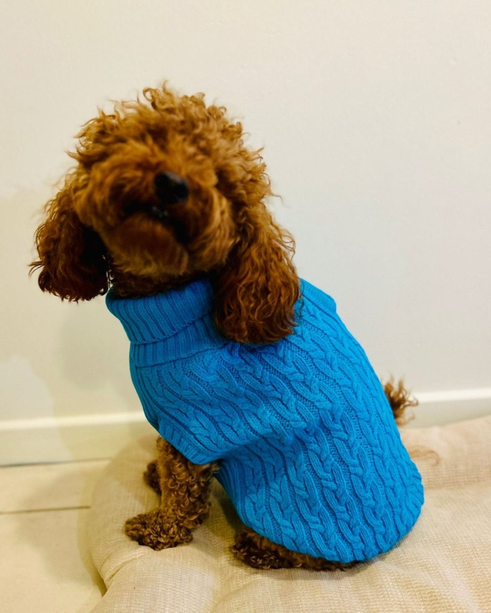 Dog and Cat Colorful Knitted Turtleneck Sweater - Wear Sierra