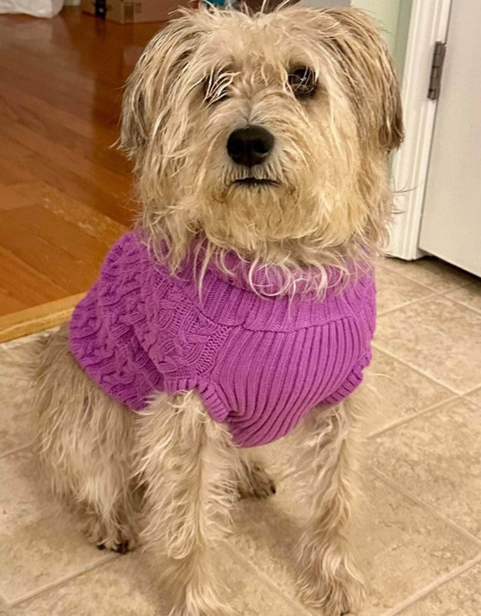 Dog and Cat Colorful Knitted Turtleneck Sweater - Wear Sierra